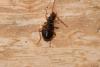 Paranchus albipes